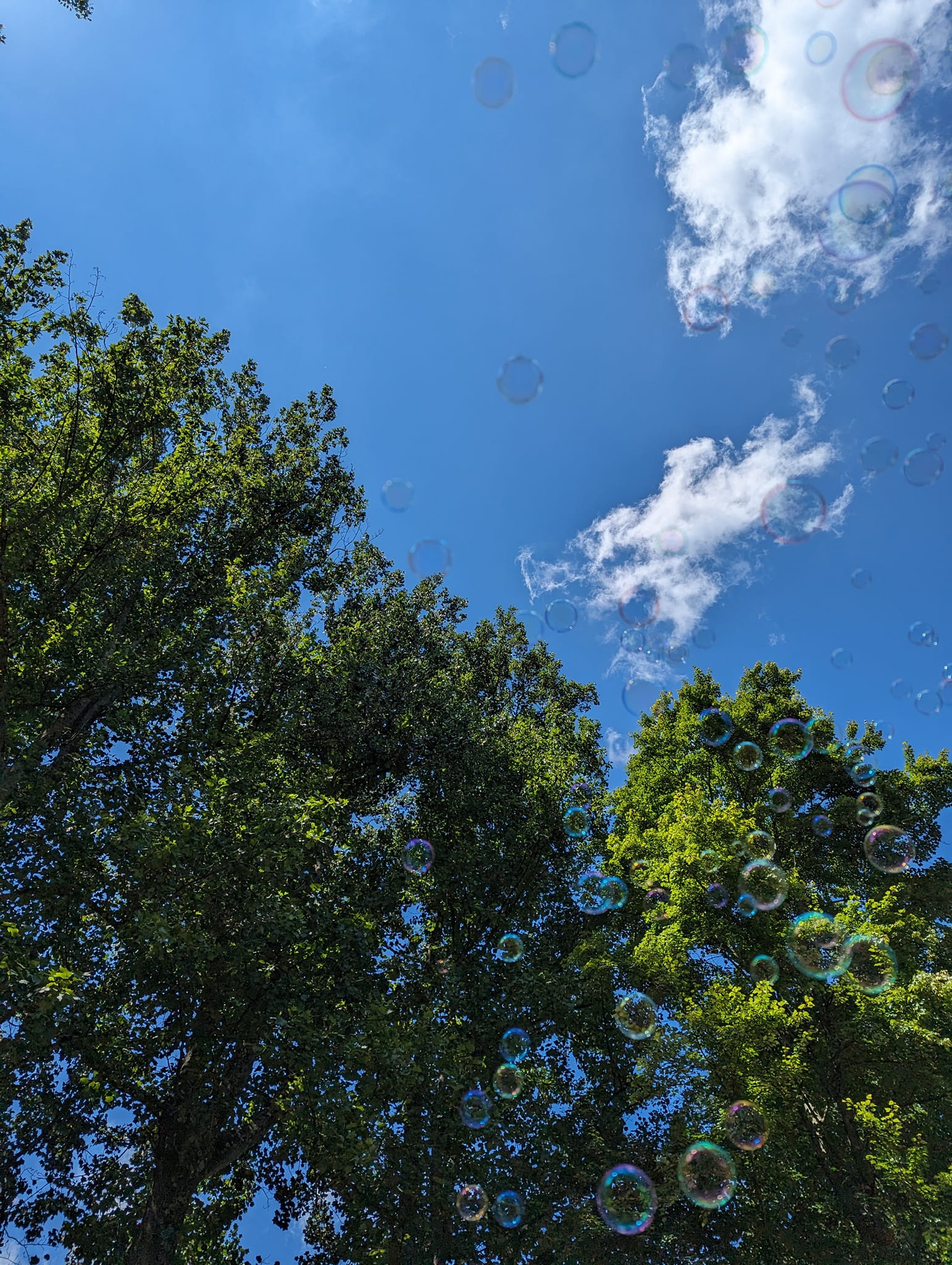 Bubbles floating up into the blue summer sky above the campout trees — Campout 2023