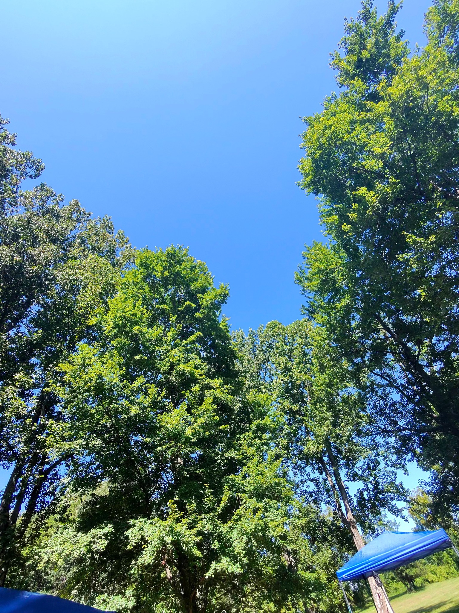 Tall trees reaching toward a clear blue sky above the property — Campout 2025